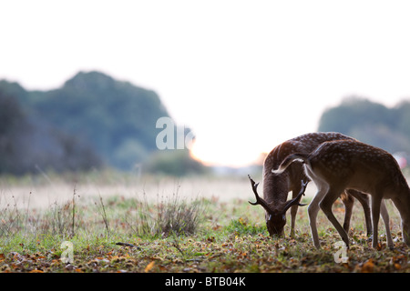 Una coppia di daini, retroilluminati da sole nascente, pascolano tranquillamente durante la routine annuale a Londra il Richmond Park. Foto Stock