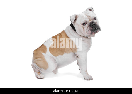 Bulldog inglese di fronte a uno sfondo bianco Foto Stock