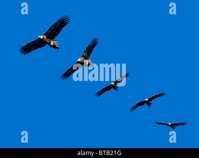 Montaggio di cuneo-tailed aquile in pieno volo sul cielo blu con spazio di copia Foto Stock