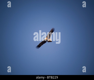 Wedge-Tail eagle in pieno volo sul cielo blu con spazio di copia Foto Stock