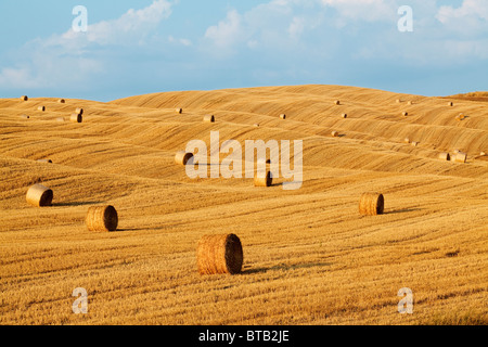 Rotoli di fieno in un campo nei pressi di Pienza - Toscana, Italia Foto Stock