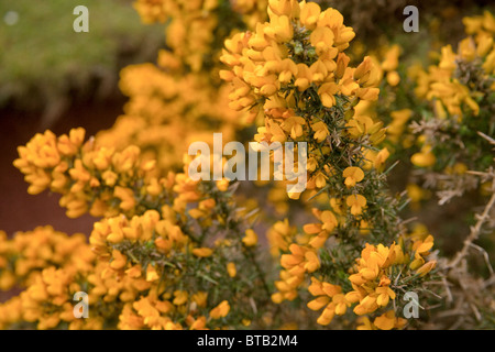 Gorse bush in fiore Highlands della Scozia Foto Stock