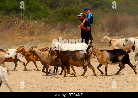 Armento di capra su Ios Cicladi, Grecia Foto Stock