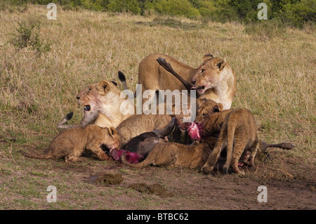 Leonessa e lupetti su un kill in Kenya Foto Stock