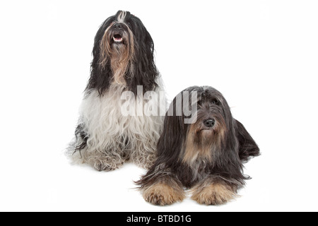 terrier tibetano Foto Stock