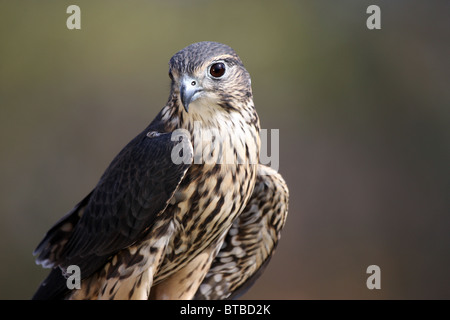 Merlin gli uccelli rapaci falco colombarius Foto Stock