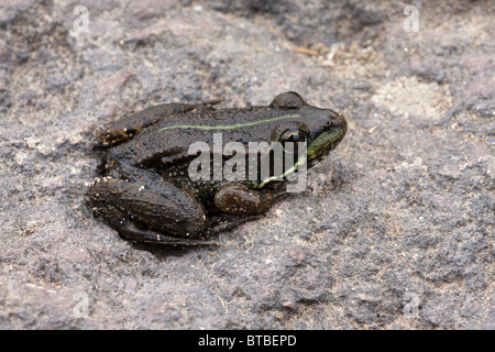 Acqua iberica Rana - Pelophylax perezi Foto Stock