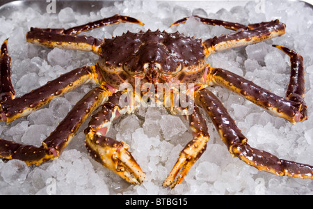 Granchio reale giacente sul letto di ghiaccio Foto Stock