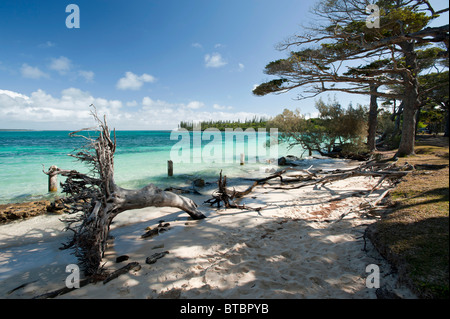 Alberi di pino lungo il litorale Kanumera Bay, Isola dei Pini, Nuova Caledonia, Sud Pacifico Foto Stock