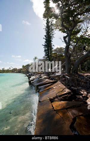 Alberi di pino lungo il litorale Kanumera Bay, Isola dei Pini, Nuova Caledonia, Sud Pacifico Foto Stock