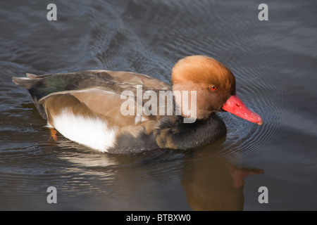 Red Crested Anatra, Maschio Drake Netta rufina Foto Stock