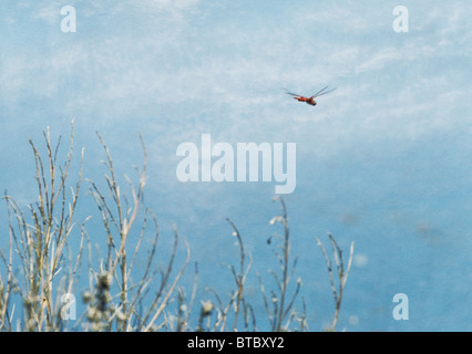 Una immagine con trama di una fiamma a forma di libellula Skimmer battenti dopo la bella blue clouds Foto Stock