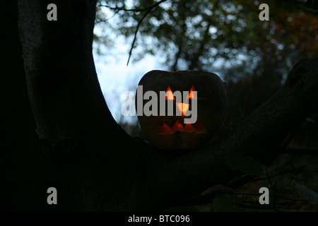 La rapa lanterna nel bosco Foto Stock