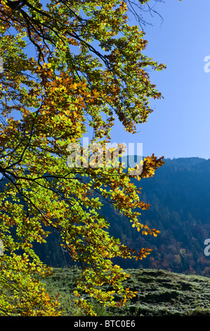 I rami di un albero di faggio con foglie colorate in primo piano nelle Alpi Bavaresi, Germania Foto Stock