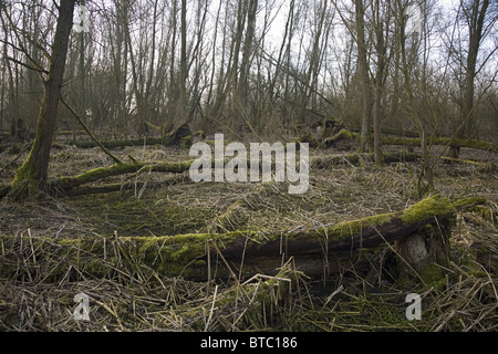 Trascurato holm con molti caduti willow alberi coperti di muschi e resti di piante morte, Biesbosch National Park, Olanda Foto Stock