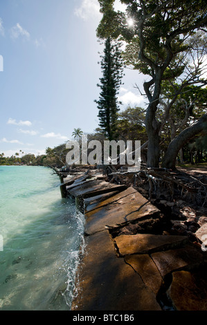 Alberi di pino lungo il litorale Kanumera Bay, Isola dei Pini, Nuova Caledonia, Sud Pacifico Foto Stock