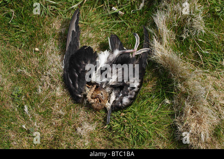 Dead manx shearwater. Puffinus puffinus. A seguito dell'attacco dal nero guidato i gabbiani. Isola di Skomer Wales UK. Luglio. Foto Stock