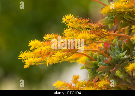 Close-up di Sedum Palmeri piante succulente con fiori Foto Stock