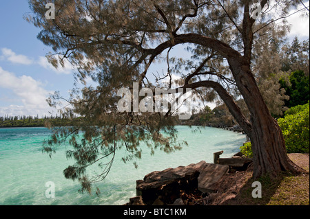 Alberi di pino lungo il litorale Kanumera Bay, Isola dei Pini, Nuova Caledonia, Sud Pacifico Foto Stock