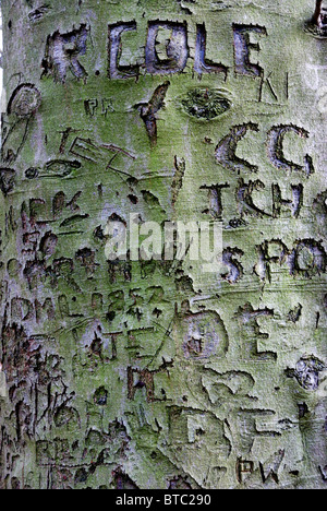 Vecchio albero intagli in un bosco di faggi Foto Stock