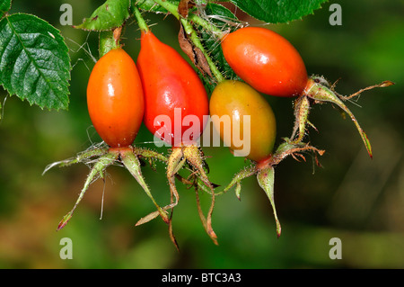 Un cluster di rose selvatiche hips, rosso e lucente. Dorset, Regno Unito Ottobre 2010 Foto Stock