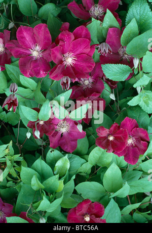 Close up di un clematide con profondo rosso vellutato fiori Foto Stock