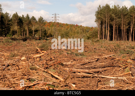 Una chiara abbattuto area di faggio in una commissione forestale piantagione nella Foresta di Sherwood, Inghilterra Foto Stock