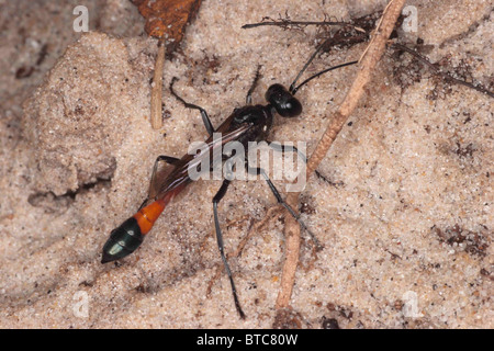 Sabbia comune wasp. Ammophila sabulosa. Sulla duna di sabbia. Studland Dorset. Agosto. Foto Stock