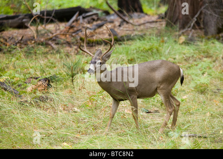 5 punto Mule Deer (nero-tailed deer) pascolano accanto alla strada - sierra Nevadas, California USA Foto Stock