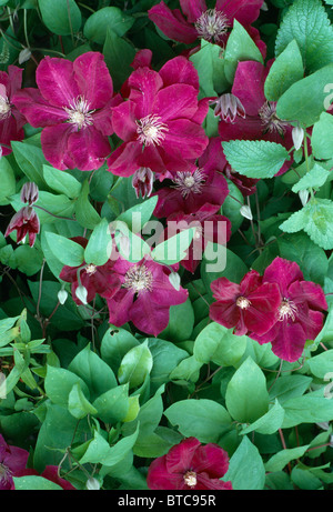 Close up di clematis con profondo rosso vellutato fiori Foto Stock