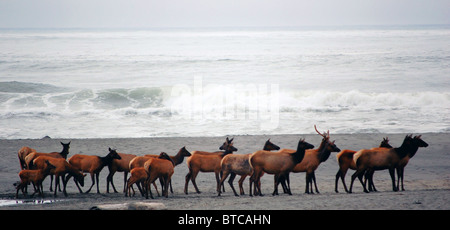 Roosevelt elk sulla gold bluffs beach Foto Stock