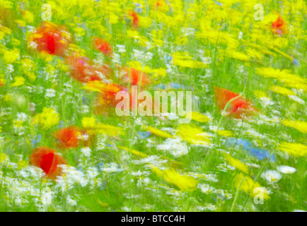 Coloratissimi fiori selvaggi che si muovono nel vento Foto Stock