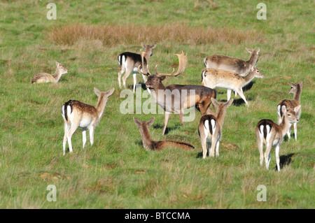 Daini Petworth Park, West Sussex, in Inghilterra Foto Stock