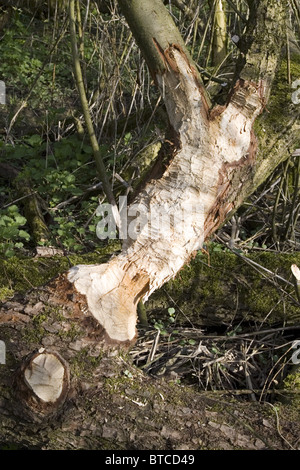 Mordere le vie di castoro europeo (Castor fiber) nel tronco di un salice, Biesbosch National Park, Paesi Bassi Foto Stock