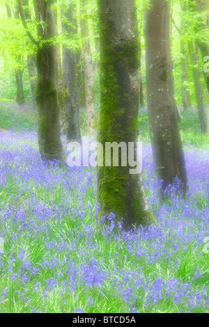 Soft focus immagine delle Bluebells a Hooke Park nel Dorset Foto Stock