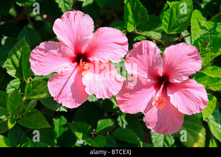 Rosa fiori di ibisco in Nerja sulla Costa del Sol in provincia di Malaga, Spagna Foto Stock