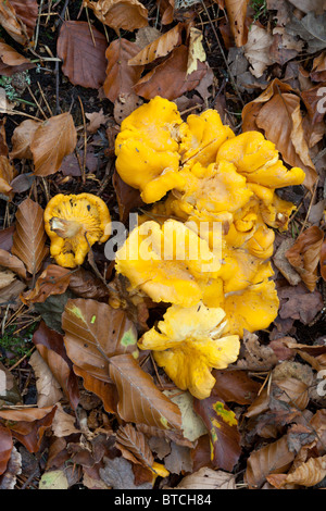 Chanterelle Girole funghi (Cantharellus cibarius) gowing nel bosco di faggio, Perthshire Scozia Scotland Foto Stock