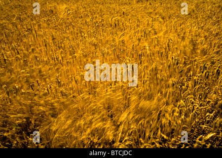 Golden orzo al vento Foto Stock