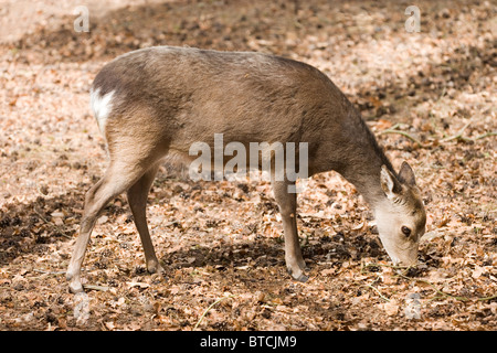 Sika cervo (Cervus nippon). Hind o femmina. Hampshire. Foto Stock