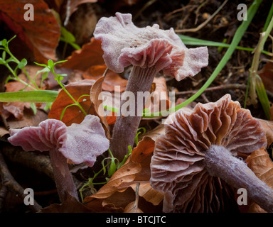 Amethyst Deceiver fungo (Laccaria amethystea), un fungo commestibile che cresce soprattutto in faggio figliata di foglia. Foto Stock