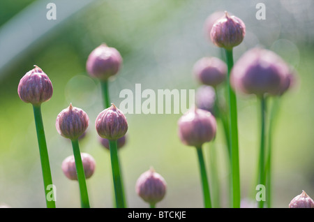 Erba cipollina (Allium schoenoprasum) boccioli di fiori in attesa di aprire. Foto Stock