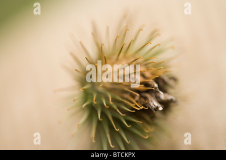 (Bardana Arctium minus). Testa di semi o frutti. Foto Stock