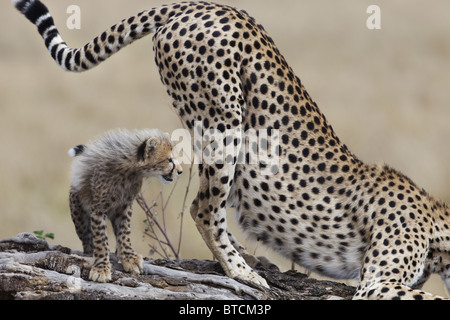 Femmina di ghepardo (Acinonyx jubatus) con cub profumo di marcatura. Foto Stock