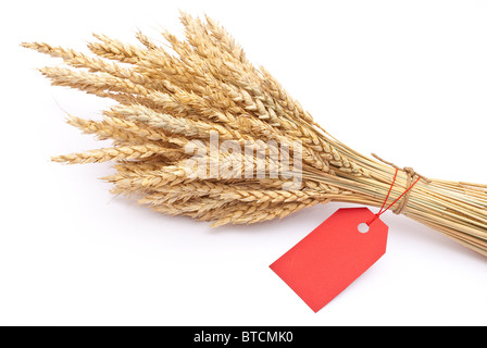 Orecchio di frumento con etichetta rossa Foto Stock