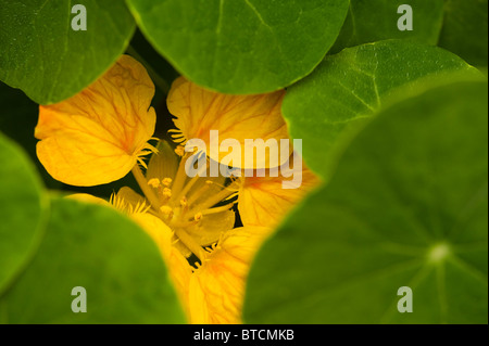 Close up di un Nasturtium majus 'Whirlybird' in fiore Foto Stock