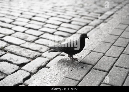 Immagine in bianco e nero di un piccione solitario in piedi su una griffa in strada asfaltata Foto Stock