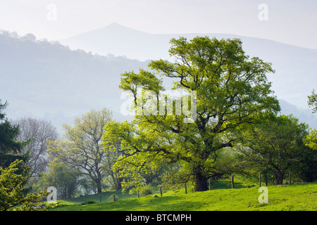 Albero di quercia con Pan di Zucchero (Y) Fal in background, vicino a Crickhowell, Powys, Wales, Regno Unito Foto Stock