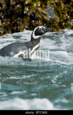 Magellanic Penguin (Spheniscus magellanicus) entra in mare, Isola di Chiloe, Cile Foto Stock