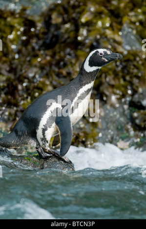 Magellanic Penguin (Spheniscus magellanicus) entra in mare, Isola di Chiloe, Cile Foto Stock