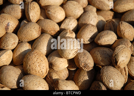 Stringhe di aglio per la vendita a una pressione di stallo sul ciglio della strada, vicino Guadalest, Provincia di Alicante, Comunidad Valenciana, Spagna Foto Stock